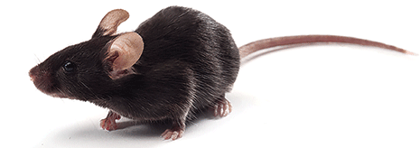 app/ps1小鼠阿尔茨海默5xFAD转基因小鼠价格低] - 生物医学科研网——分子 
